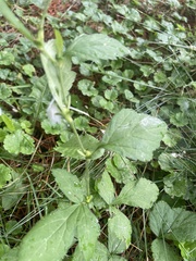 Geum canadense