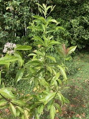 Ardisia opegrapha