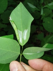 Macrosaccus morrisella