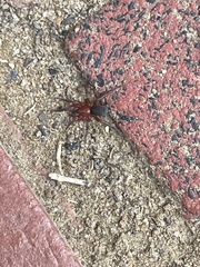 Araneae