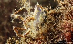 Oncinopus neptunus