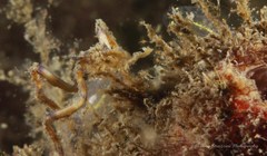 Oncinopus neptunus