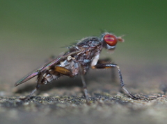 Pherbellia annulipes