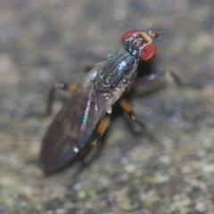 Pherbellia annulipes