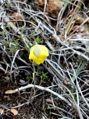 Calochortus raichei