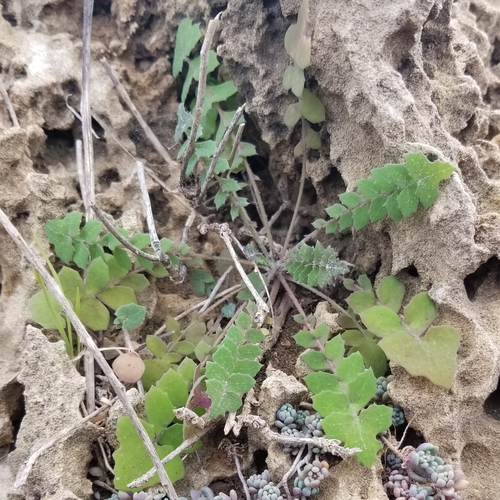 Sonchus tenerrimus image