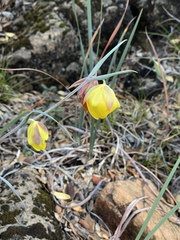 Calochortus raichei