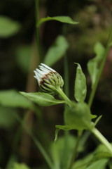 Leucanthemum rotundifolium