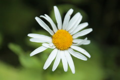 Leucanthemum rotundifolium