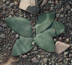 Brunsvigia comptonii