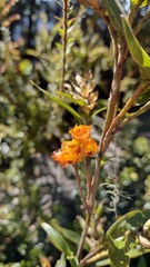 Elleanthus aurantiacus