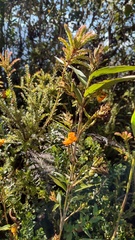 Elleanthus aurantiacus