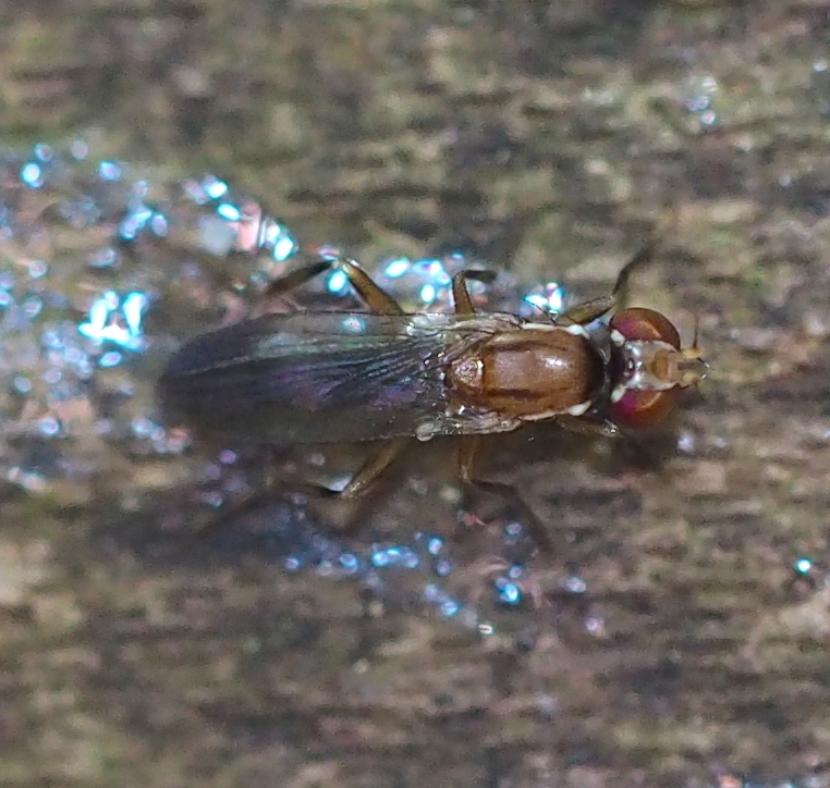 Clusiodes verticalis