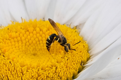 Philanthus bilunatus