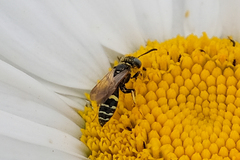 Philanthus bilunatus
