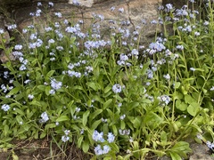 Myosotis decumbens