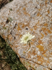 Scabiosa ochroleuca