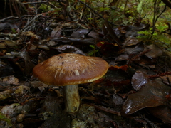 Cortinarius cupreonatus