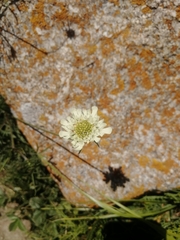 Scabiosa ochroleuca