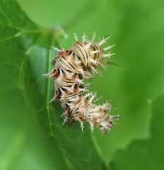 Polygonia progne