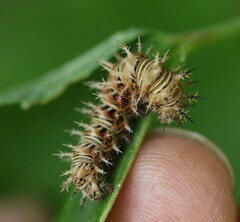 Polygonia progne