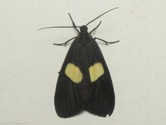 Dioptinae
