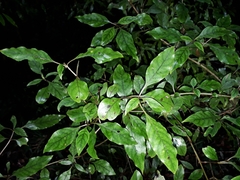 Coprosma tenuifolia