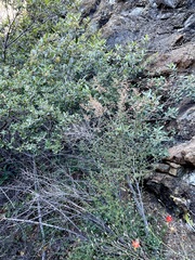 Holodiscus discolor cedrorum