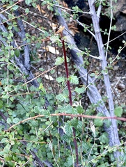 Holodiscus discolor cedrorum