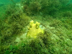 Solenastrea hyades