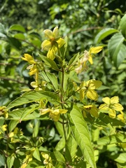Lysimachia hybrida