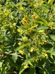 Lysimachia hybrida