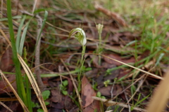 Pterostylis grandiflora