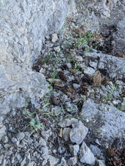 Silene csereii