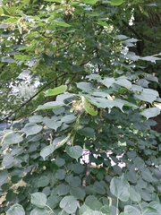Tilia cordata