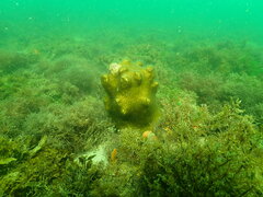 Solenastrea hyades