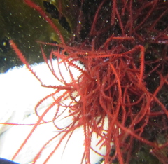 Vidalia colensoi