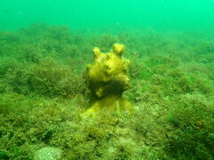 Solenastrea hyades