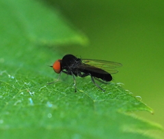 Agathomyia