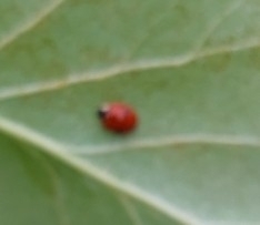 Adalia bipunctata