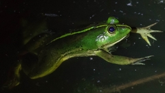 Euphlyctis hexadactyla