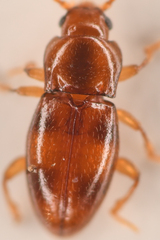 Stethorhanis borealis