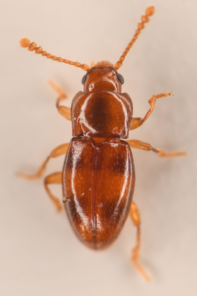 Stethorhanis