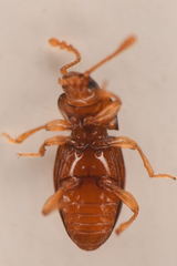 Stethorhanis borealis