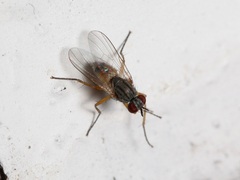 Cholomyia inaequipes