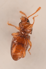 Stethorhanis borealis