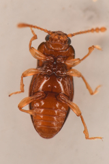 Stethorhanis borealis