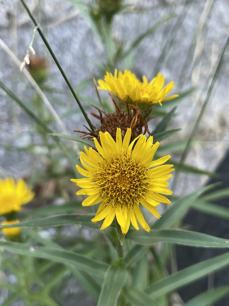 Pentanema ensifolium; photograph Jesse Rorabaugh, CC0, iNaturalist via GBIF