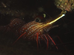 Rhynchocinetes uritai