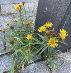Jesse Rorabaugh, CC0, iNaturalist via GBIF Pentanema ensifolium, photograph Jesse Rorabaugh, CC0, iNaturalist via GBIF